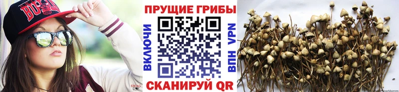Псилоцибиновые грибы MAGIC MUSHROOMS  Купить  Миасс 